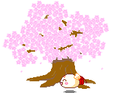 Cerisier en fleur