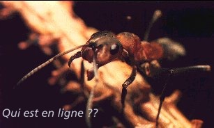 Qui est en ligne ?