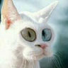 Mon oeil hein