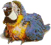 PERROQ