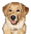 chien