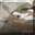 Multicam Multicam