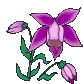 Orchidée(administratrice)