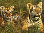 tigre-argent