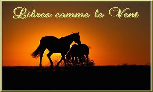 Libres comme le Vent Index du Forum