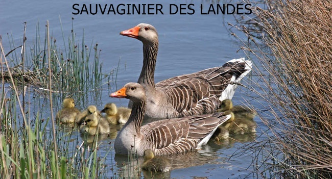 Chasseurs de gibiers d'eau des Landes :: Le forum ...