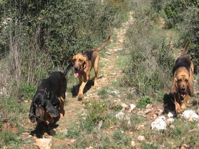 site de rencontre avec chiens 28 juin 2017 anaïs vient de s'installer à nailloux avec son chien ne connaissant personne dans le coin et adorant promener maïka, femelle husky de sept mois au bord du lac de la thésauque à montgeard, elle a eu une drôle d'idée : pourquoi ne pas essayer de faire des rencontres avec des personnes qui aiment. site de rencontre avec chiens 28 juin 2017 anaïs vient de s'installer à nailloux avec son chien ne connaissant personne dans le coin et adorant promener maïka, femelle husky de sept mois au bord du lac de la thésauque à montgeard, elle a eu une drôle d'idée : pourquoi ne pas essayer de faire des rencontres avec des personnes qui aiment.