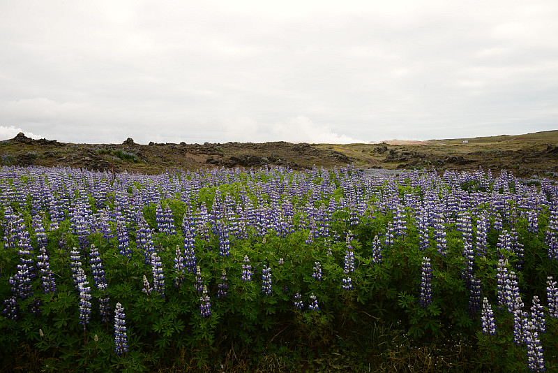 http://img.xooimage.com/files107/c/b/1/islande01-4679fff.jpg
