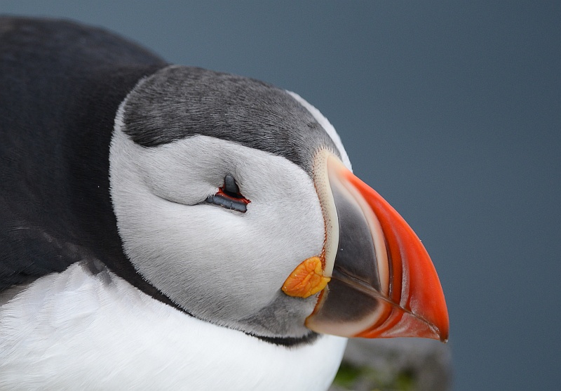 http://img.xooimage.com/files108/0/b/1/volaille-islande04-4661842.jpg