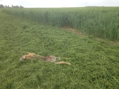 Le Forum Chasse et Chien :: Le massacre des faons sous les Le Forum Chasse et Chien :: Le massacre des faons sous les