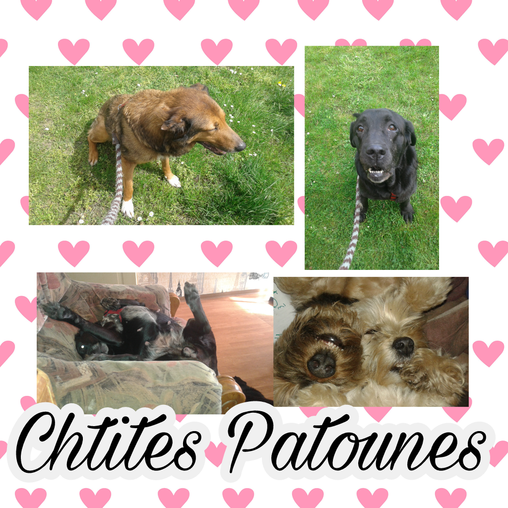 chtites patoune Index du Forum
