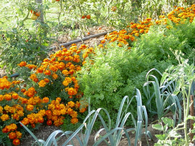 Chez Cubi : Jardinage - Potager