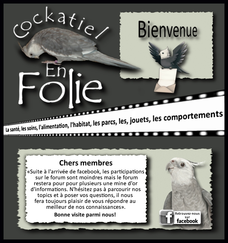 Cockatiel en Folie Index du Forum