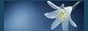 Tag graphisme sur ©Féline Pub | Forum de pub, codage, graphisme, annuaire web Pskbbogxii2d-5499600