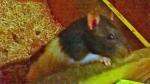 mes petits ratounets. - Page 3 Wp_20150206_032-4ad396e