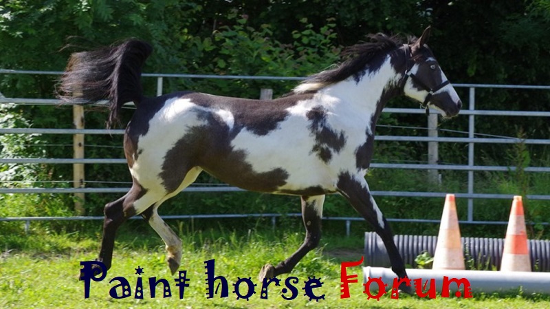Le forum du paint horse Index du Forum