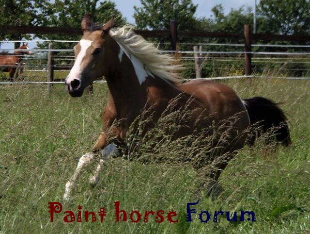 Le forum du paint horse Index du Forum