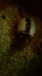 mes petits ratounets. - Page 3 Wp_20150206_046-4ad3817