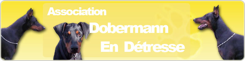 Dobermann en détresse Forum Index