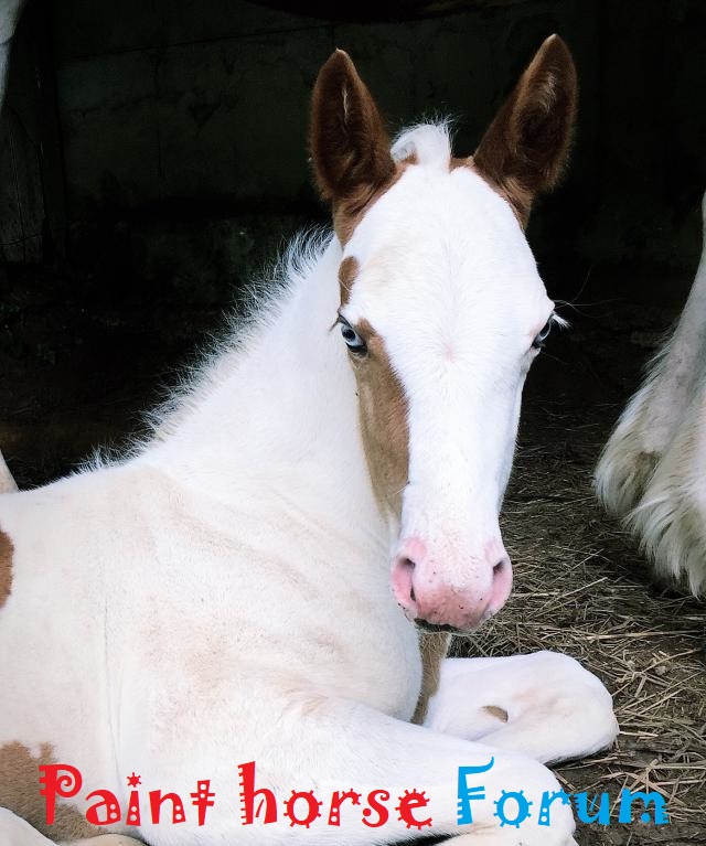Le forum du paint horse Index du Forum