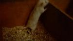 mes petits ratounets. - Page 3 Wp_20150206_077-4a42a7f