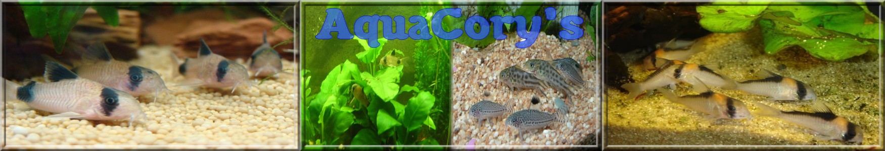 AquaCory's Index du Forum AquaCory's Index du Forum