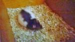 mes petits ratounets. - Page 3 Wp_20150206_005-1--4ad3884