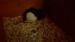 mes petits ratounets. - Page 3 Wp_20150206_072-4a42bc6