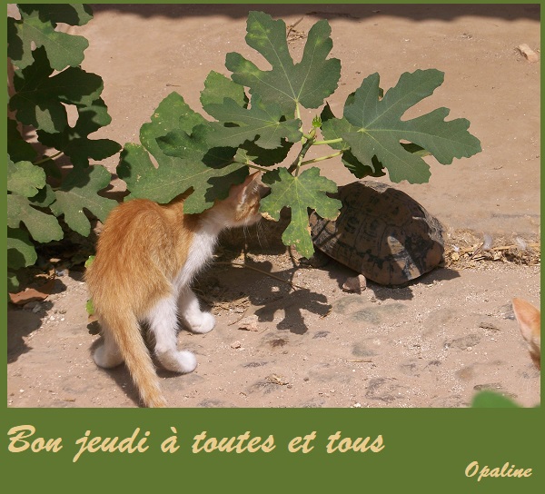 Les bonjour et bonne nuit du 1er janvier 2019 AU 1er Janvier 2020 - Page 2 Jeudi-18-54d96b8