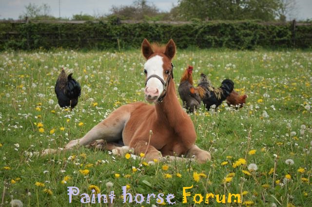 Le forum du paint horse Forum Index