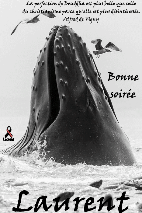 http://img.xooimage.com/files110/5/d/c/laurent3101n2-4e46987.gif laurent3101n2-4e46987
