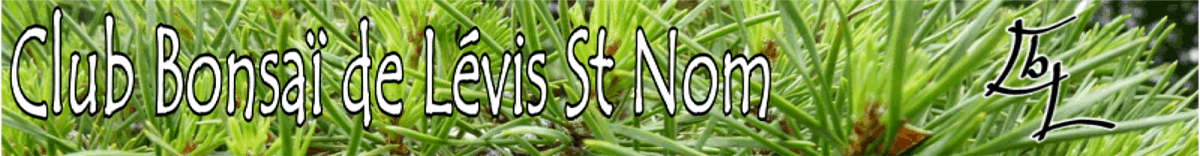 Club Bonsaï de Lévis St Nom Index du Forum