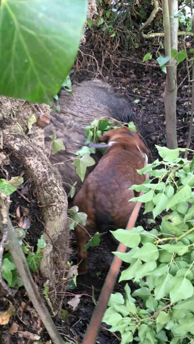 une jolie laie qui nous a surpris Sanglier-vert-le-petit-55b2b80