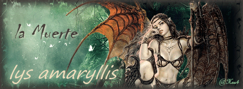 Lys Amaryllis