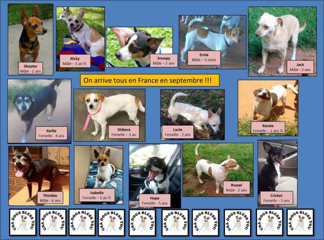 URGENCE - 14 chiens provenance USA - URGENCE Chiens-usa-475d9c2