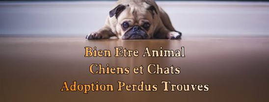 Bien Etre Animal Chiens&chats Index du Forum