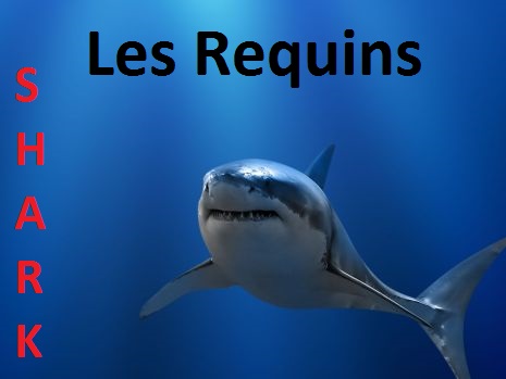 les requins Index du Forum