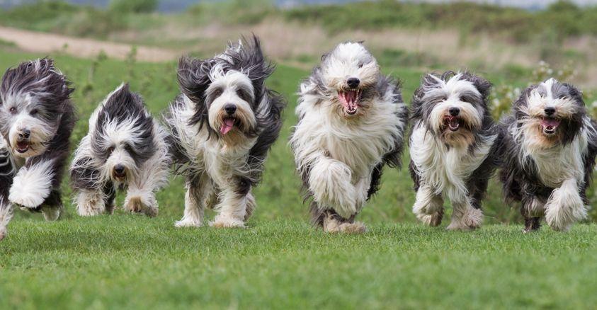 les Farfelus poilus et Fan Club du Bearded Collie Forum Index