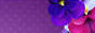 Tag graphisme sur ©Féline Pub | Forum de pub, codage, graphisme, annuaire web Dcgdqfv7jjo7-5498da6