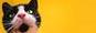 Tag graphisme sur ©Féline Pub | Forum de pub, codage, graphisme, annuaire web Oie_ptxkdk5xkrhl-54980d7