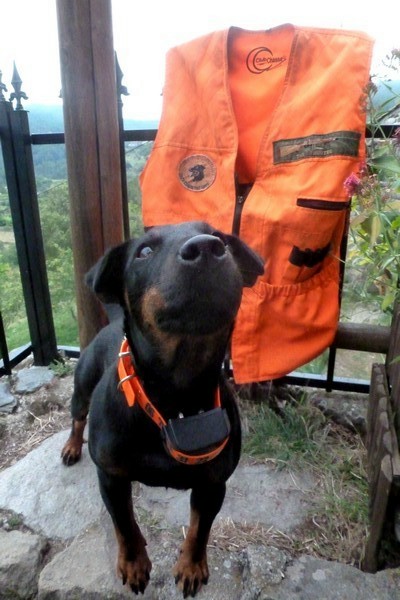 Jagdterrier LE forum :: VENDU Gilet de traque Club ...