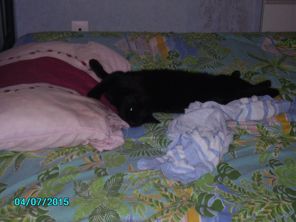 Chat sannois