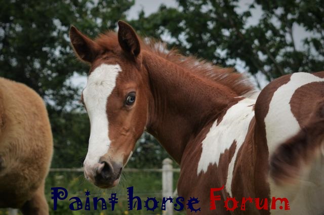 Le forum du paint horse Index du Forum