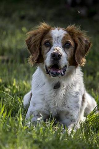 VEGAS - Epagneul Breton 11 ans (Spa du Penthièvre et du Méné Vegas-4e9783e