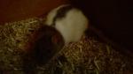 mes petits ratounets. - Page 3 Wp_20150206_055-4a42baa