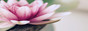 Tag graphisme sur ©Féline Pub | Forum de pub, codage, graphisme, annuaire web 6164322bkvuteev-5498eac