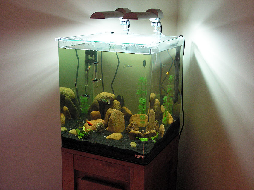 Nouvelle photo de mon aquarium [b]10l Dennerle[/b]