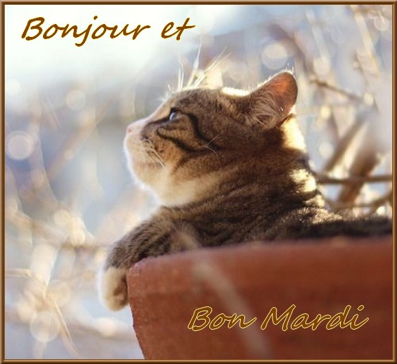 Résultat de recherche d'images pour "bon mardi chaton"