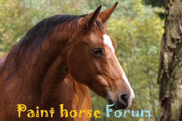 Le forum du paint horse Index du Forum