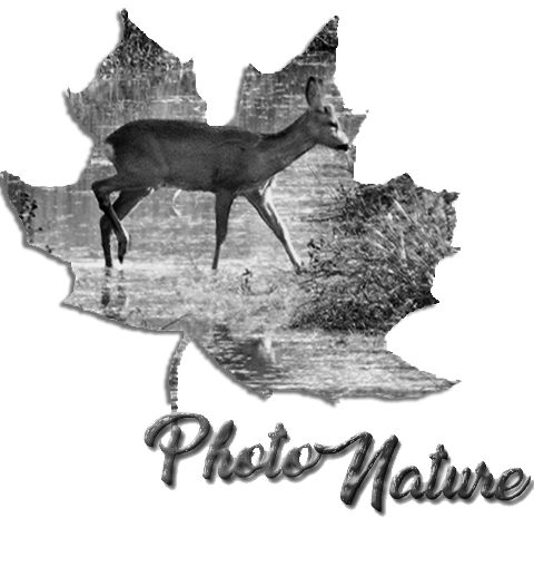 photonature Index du Forum
